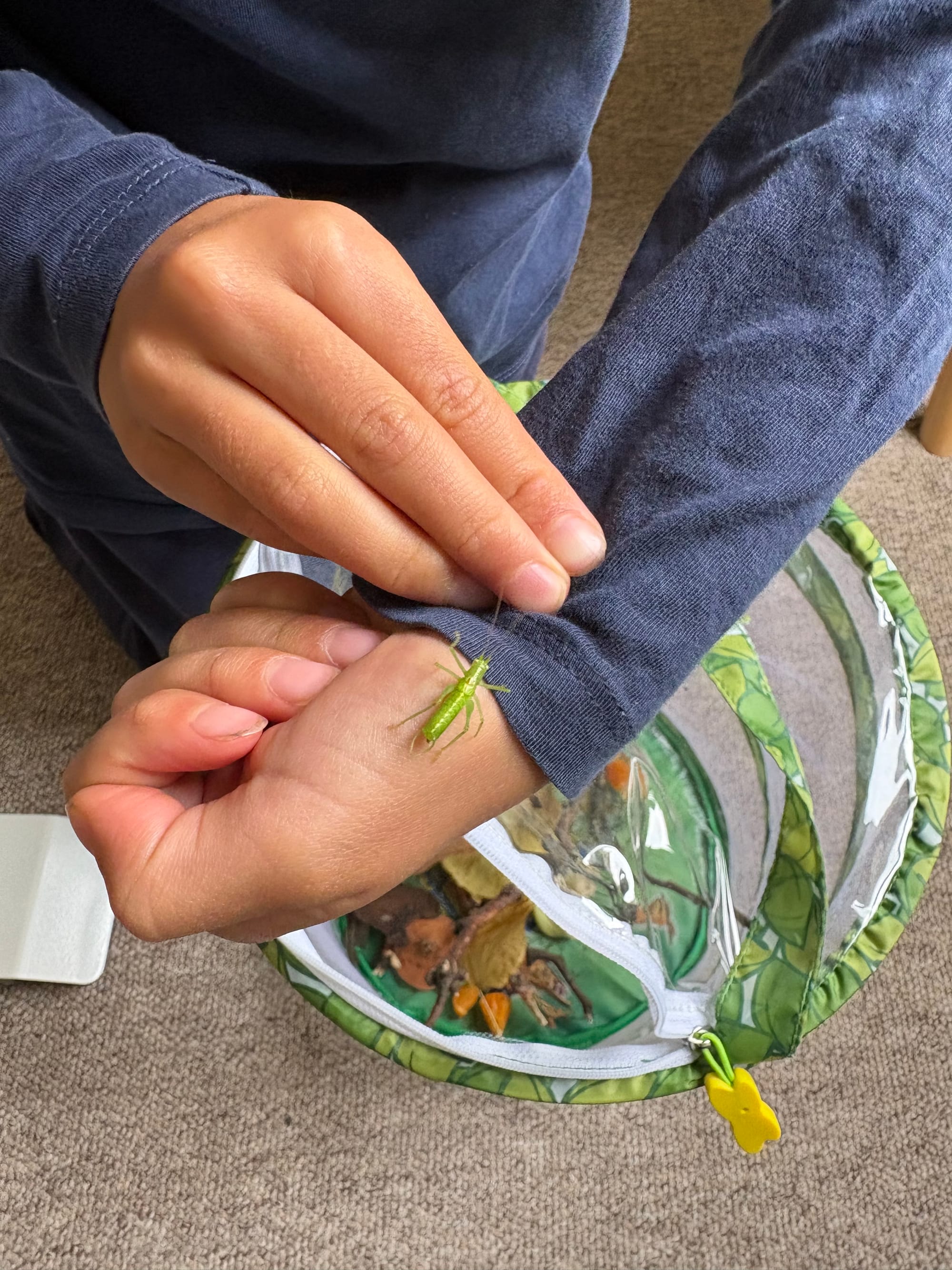 A child holding a cricket on her arm