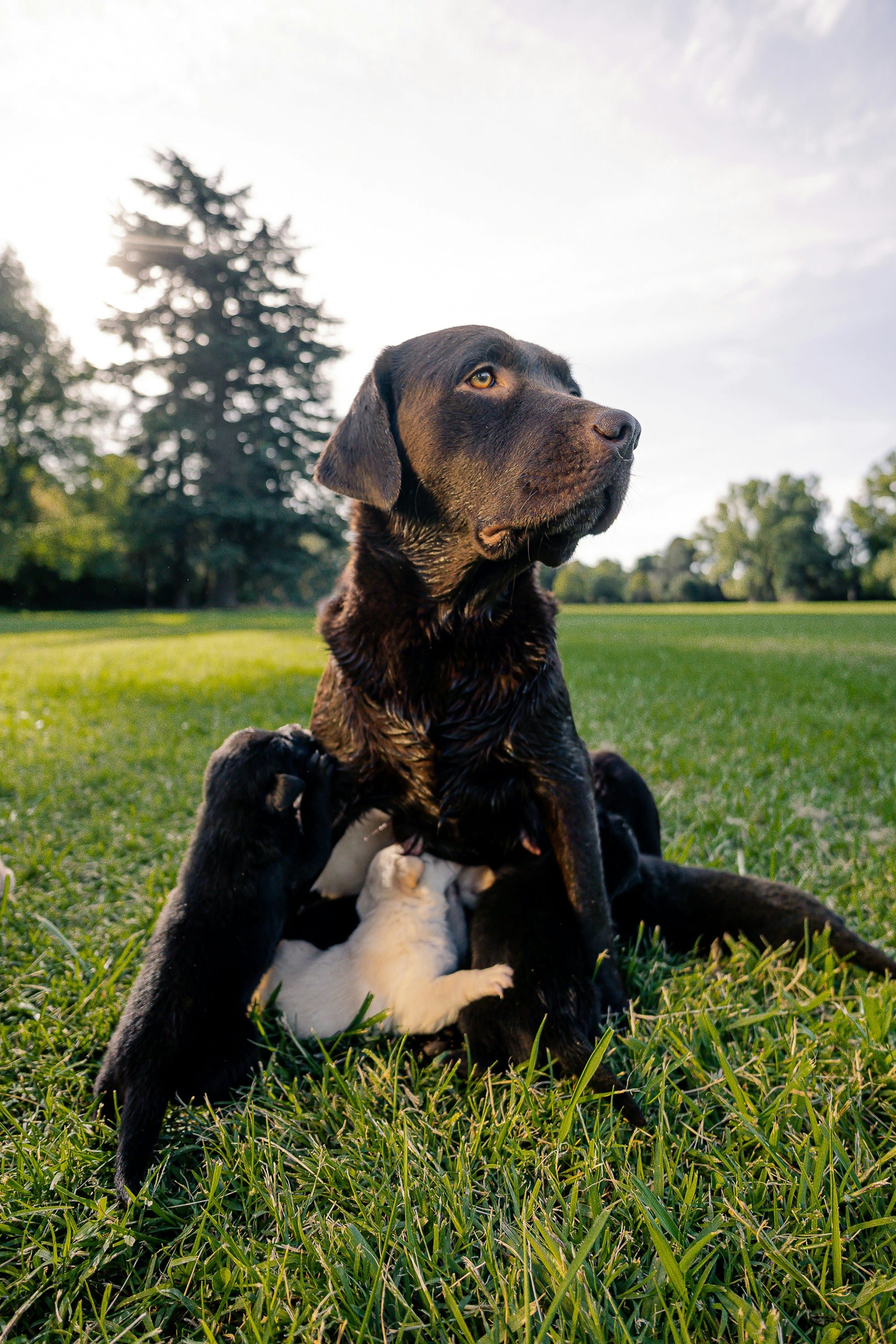 Black labrador with babies in a field