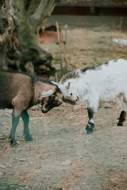 When Siblings Don’t Get Along (And How to Handle It)