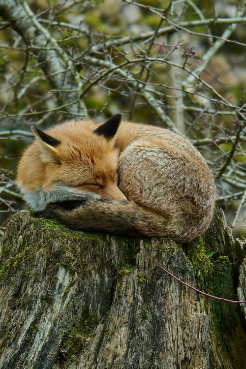 Curled up fox on a tree trunk